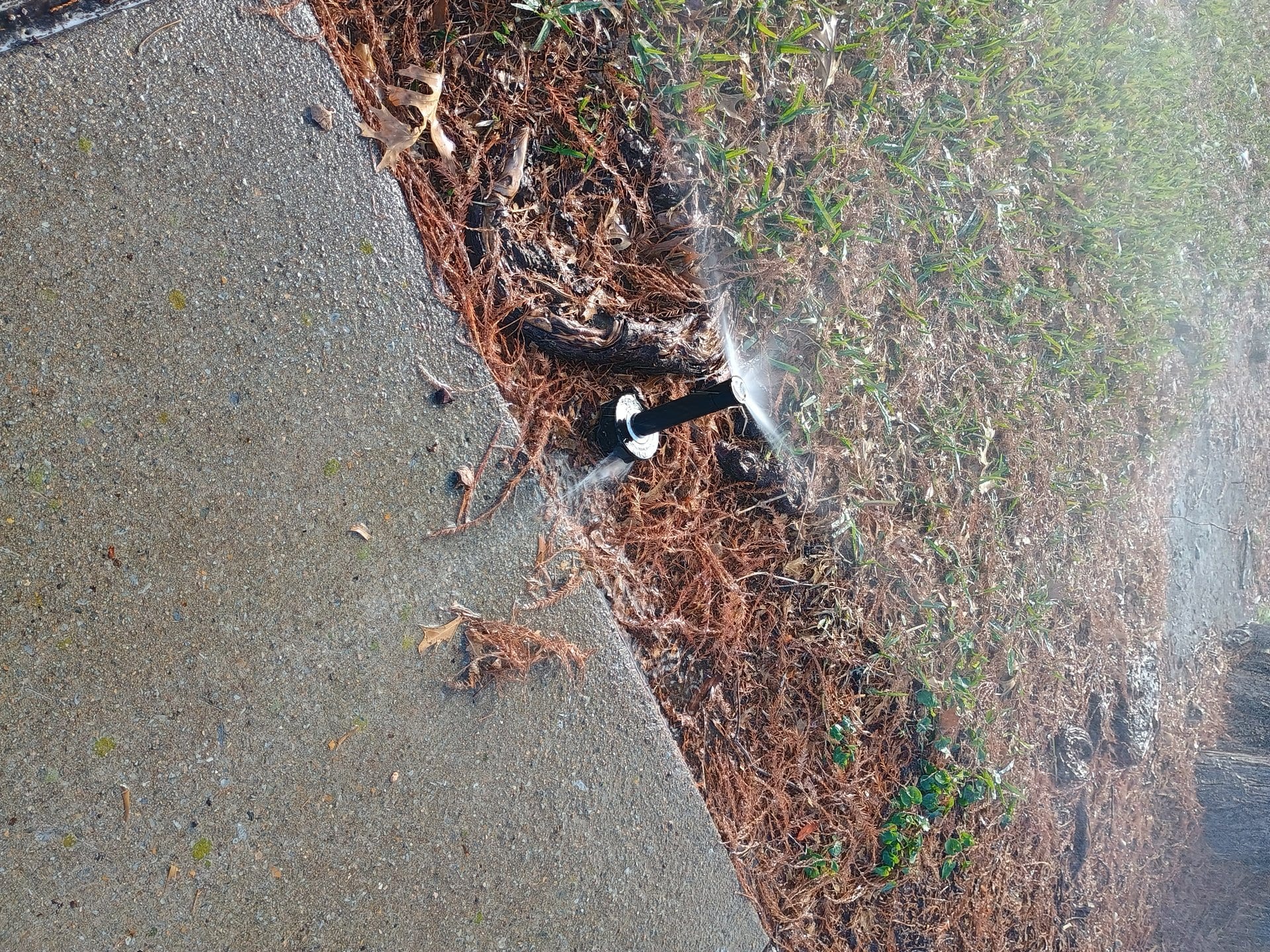 Broken pop-up sprinkler head with cracked casing in lawn