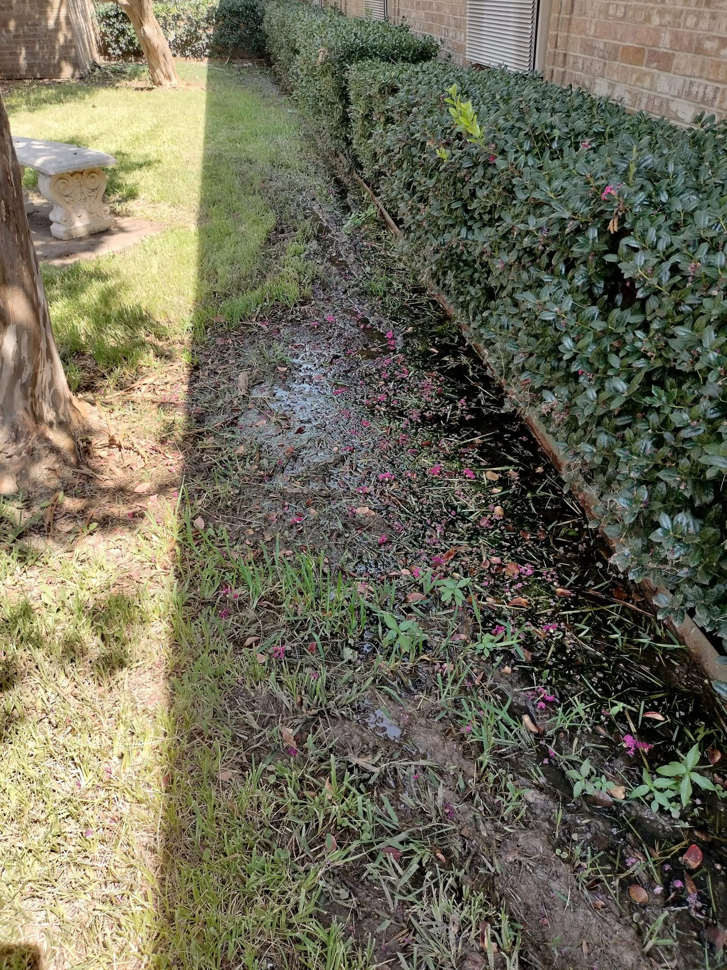 Water puddle forming alongside a house foundation from an irrigation leak