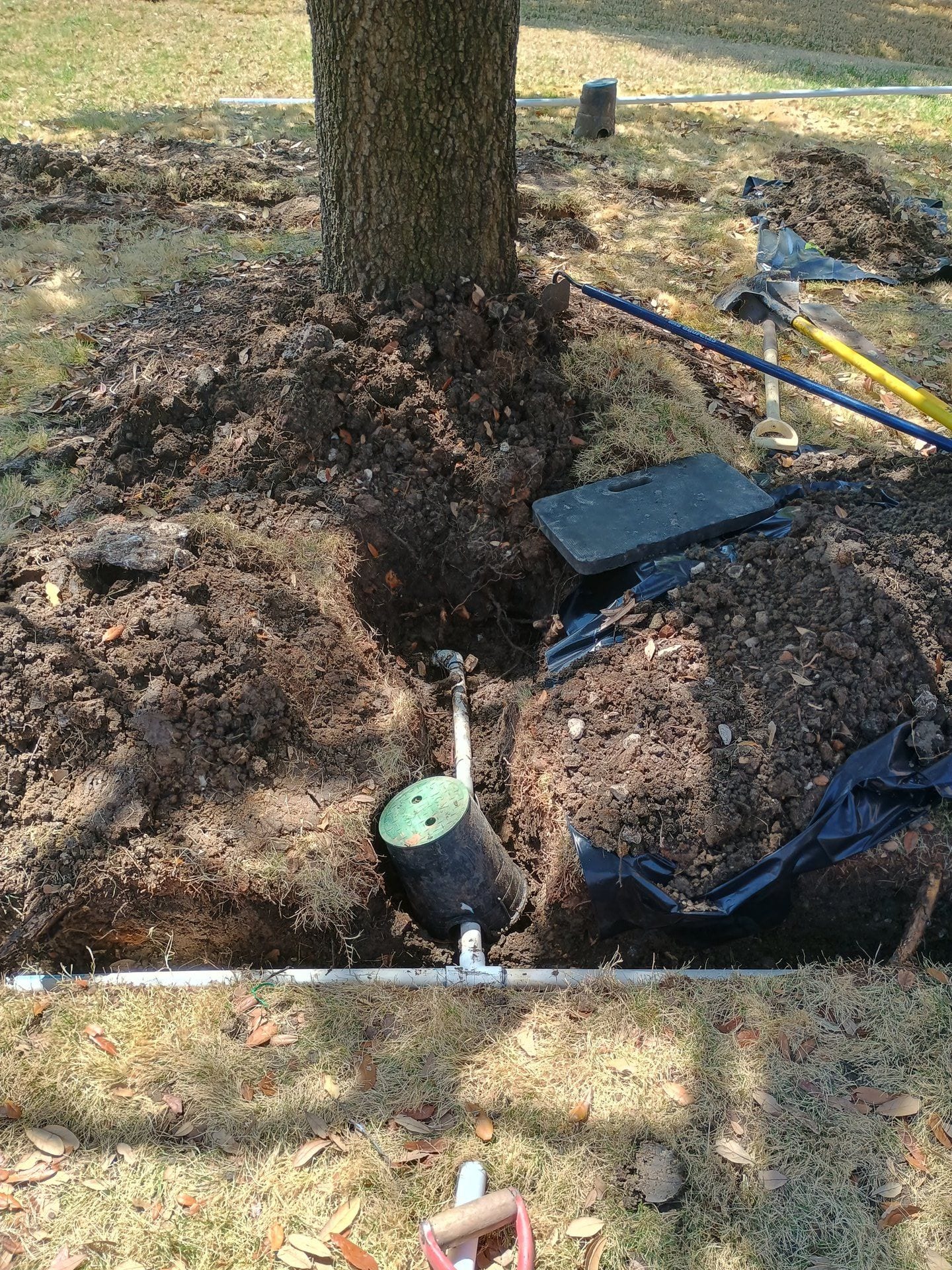 Tree roots growing around and through a buried irrigation valve box